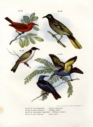 Scharlachmyzomela, 1864